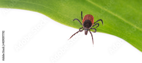 Fotografía Deer tick parasite waiting on green leaf on panoramic white background