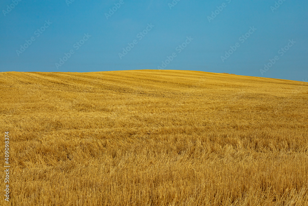 Golden wheat on rolling hill towards blue sky