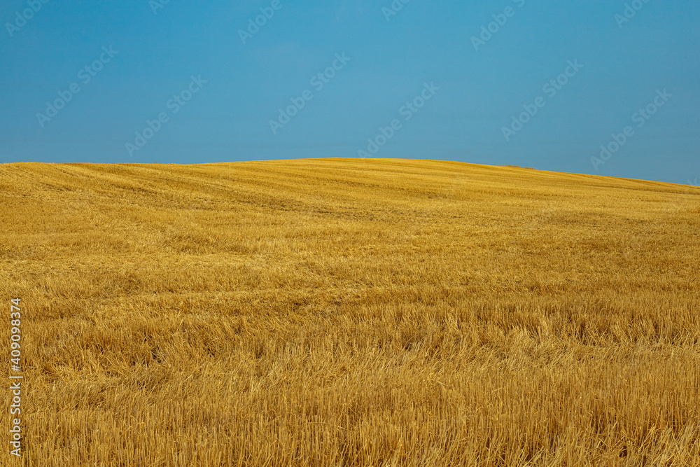 Golden wheat on rolling hill towards blue sky Golden wheat on rolling hill towards blue sky