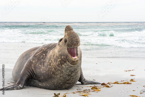 The Elephant Seal (Mirounga leonina) photo