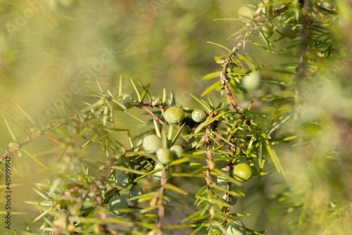 Juniper branch with green berries. Juniperus communis. Close up, selective focus