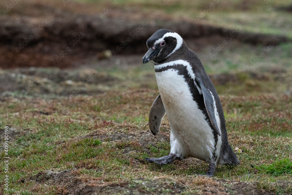 Obraz premium The Magellanic penguin (Spheniscus magellanicus)