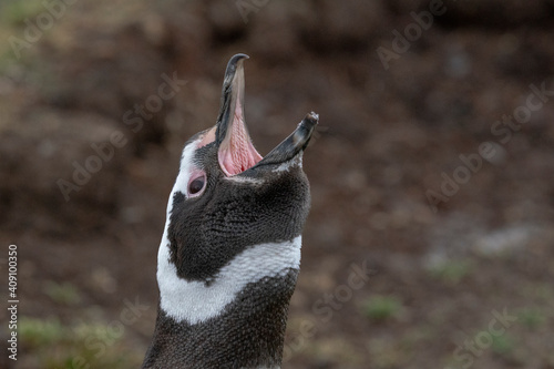 The Magellanic penguin (Spheniscus magellanicus)