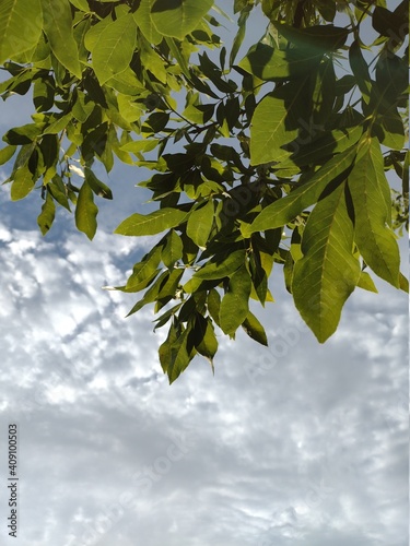 green leaves against the sky