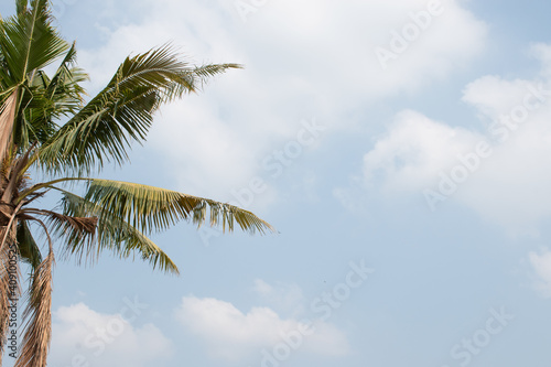 Palm trees against cloudy sky with copy space.