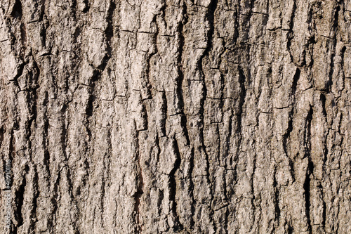 Texture tree bark-2