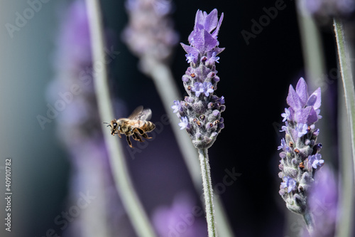 Lavendar and honey bee in the springtime photo