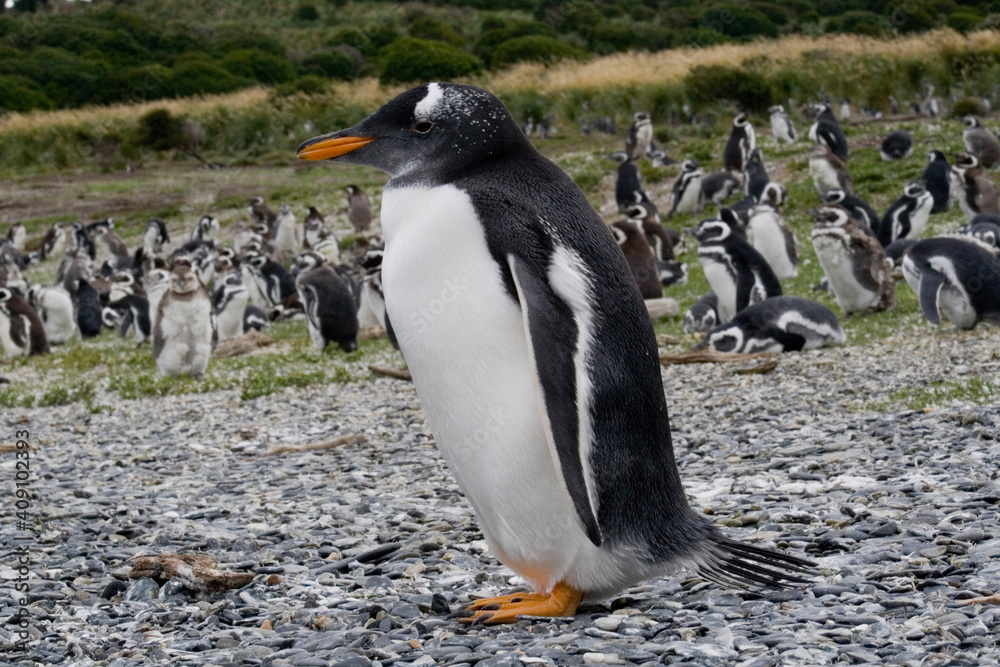 Naklejka premium penguin colony