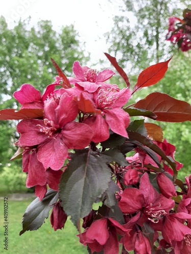Blooming decorative apple tree photo