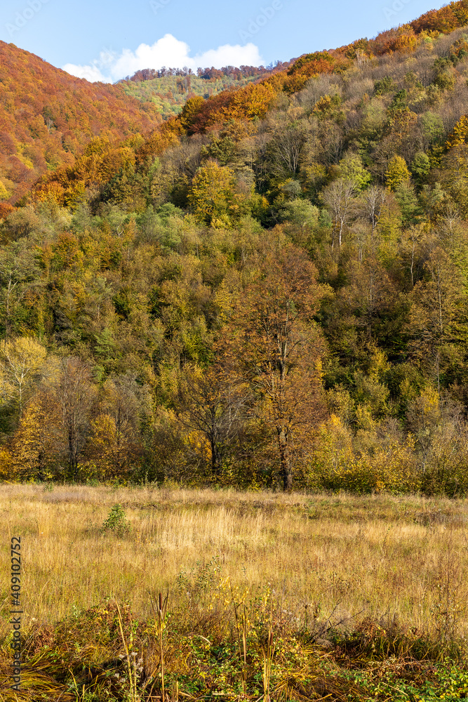 Autumn mountain landscape - yellowed and reddened autumn trees combined with green needles and blue skies. Colorful autumn landscape scene in the Ukrainian Carpathians.