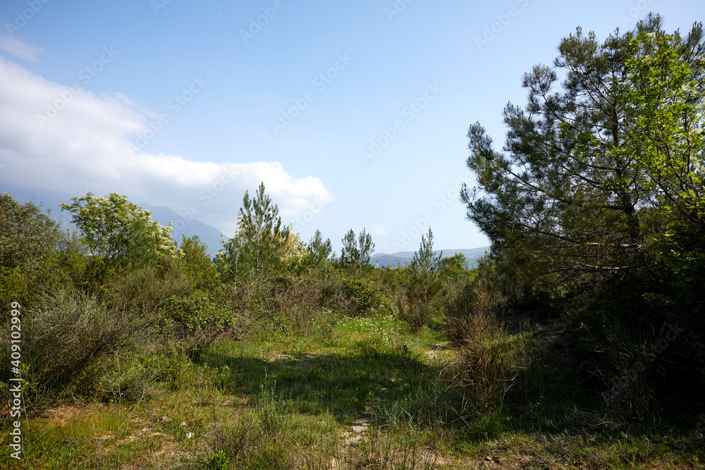 nice plants in the park, Montenegro