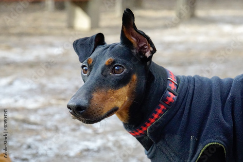 Foto Manchester Terrier