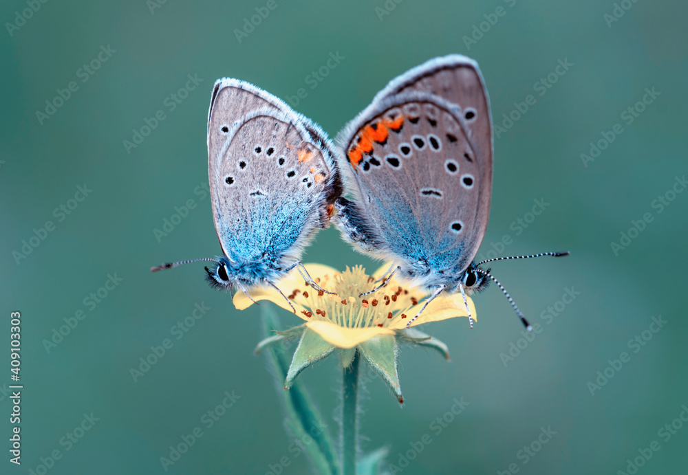 Macro shots, Beautiful nature scene. Closeup beautiful butterfly sitting on the flower in a summer garden. Macro shots, Beautiful nature scene. Closeup beautiful butterfly sitting on the flower in a summer garden.