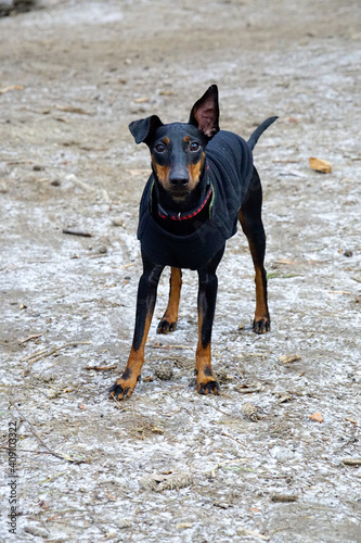 Cuadro en lienzo Manchester Terrier