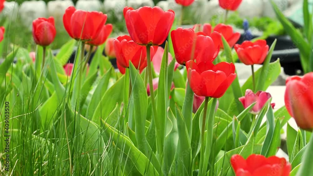 Beautiful nature scene with blooming tulip/Beautiful meadow. Field flowers tulip. Beautiful nature scene with blooming tulip Beautiful nature scene with blooming tulip/Beautiful meadow. Field flowers tulip. Beautiful nature scene with blooming tulip
