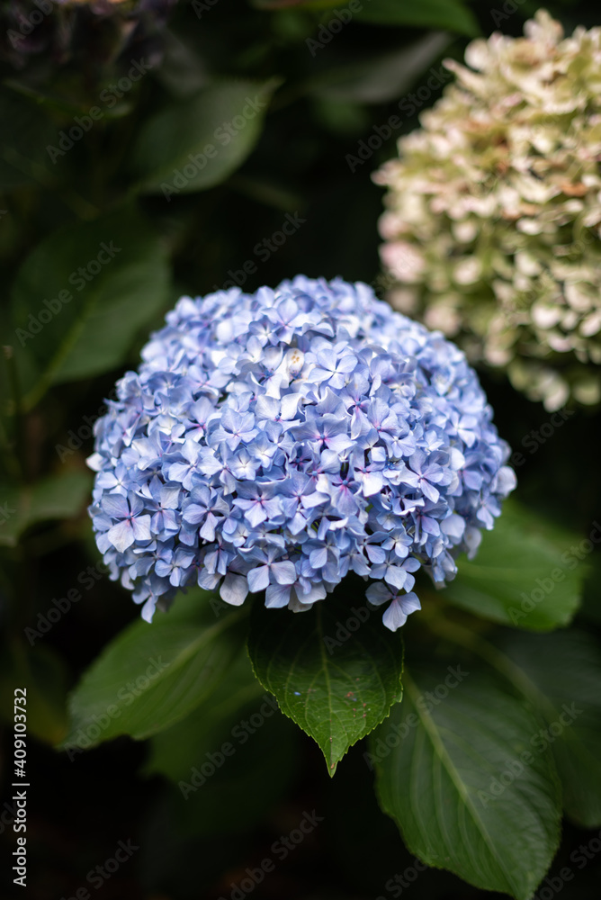 Closeup of blue hydrangea flowering in the garden during the spring Closeup of blue hydrangea flowering in the garden during the spring