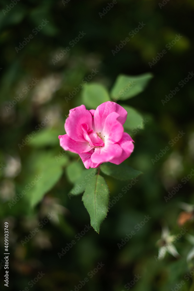 Close-up of a blooming pink rose on an out-of-focus green background in the middle of spring.