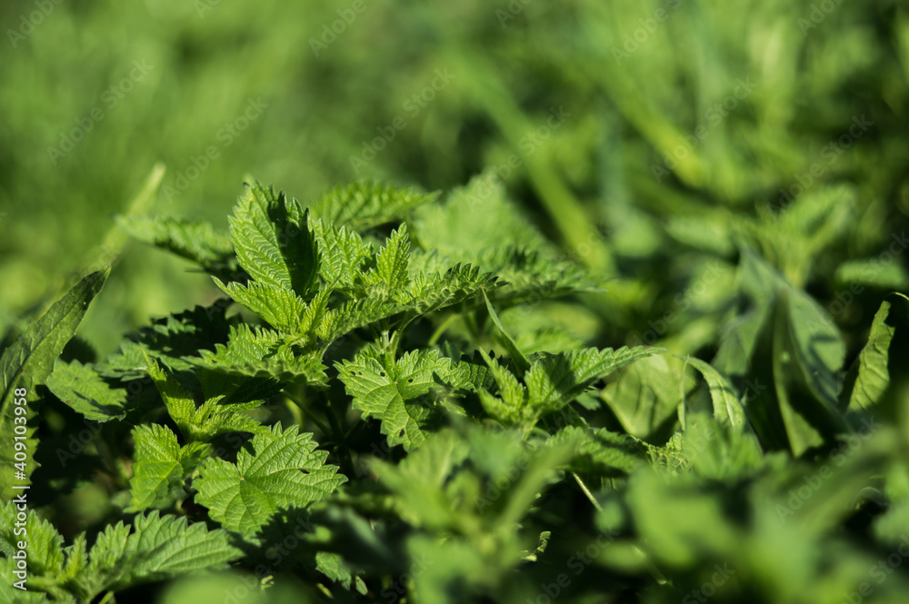 Green grass with fresh leaves closeup with blurred background Green grass with fresh leaves closeup with blurred background