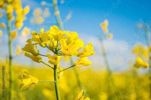 Landscape of a field of yellow rape or canola flowers, grown for the rapeseed oil crop. Field of yellow flowers with blue sky and white clouds