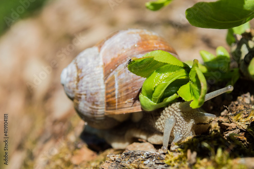 Wild little snail closeup in the green forest with blurred background