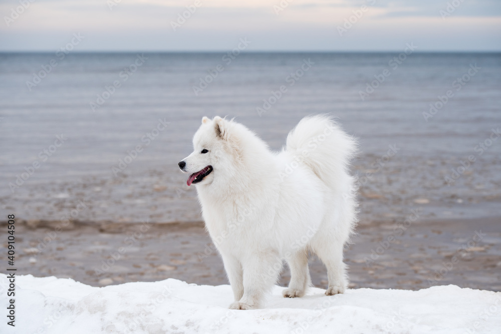 Samoyed white dog is on snow Saulkrasti beach in Latvia Samoyed white dog is on snow Saulkrasti beach in Latvia