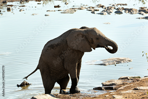 Elefante saliendo de una charca en el parque nacional Kruger, Sudáfrica.