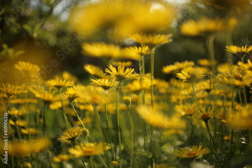 Yellow flowers of Leopard s Bane  Doronicum orientale  in garden.