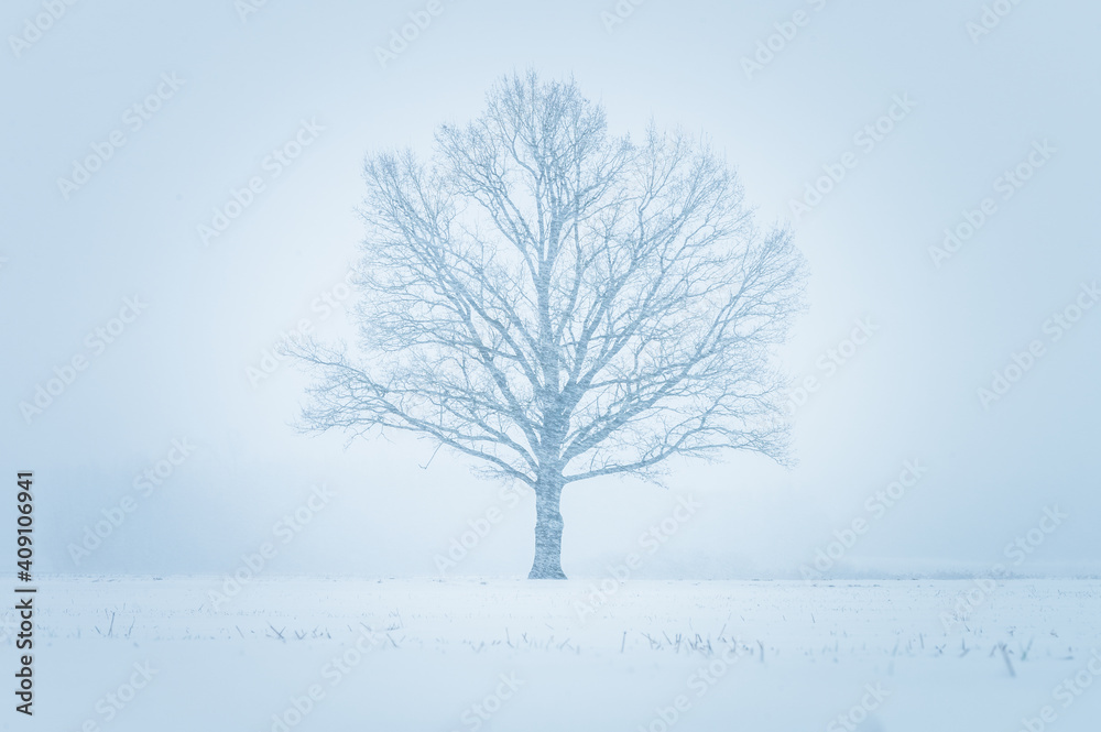 Snowy winter landscape with forest covered in snow. Snowy tree tops. White scenic countryside. Snowy winter landscape with forest covered in snow. Snowy tree tops. White scenic countryside.