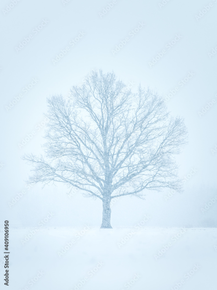 Fototapeta premium Snowy winter landscape with forest covered in snow. Snowy tree tops. White scenic countryside.