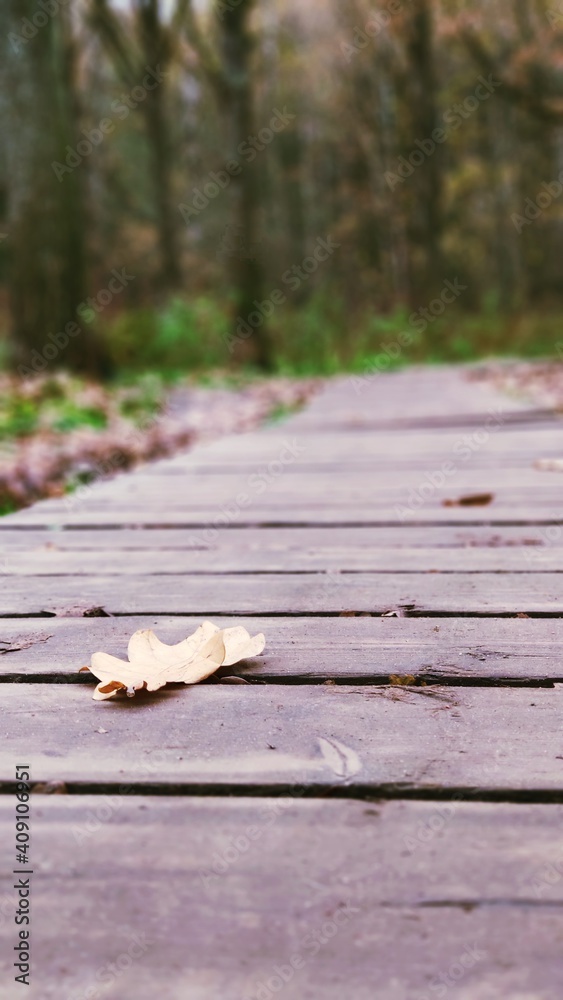 autumn leaves on wood