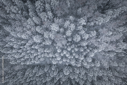Obraz na płótnie Snowy winter landscape with forest covered in snow. Snowy tree tops. White scenic countryside. w salonie