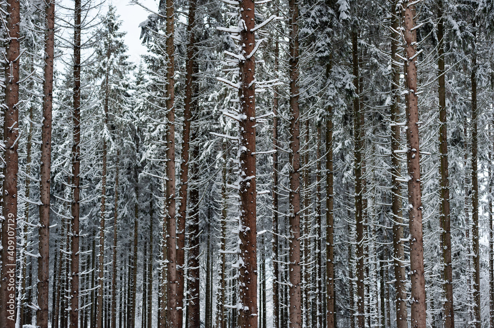 Fototapeta premium Neige dans les sapins