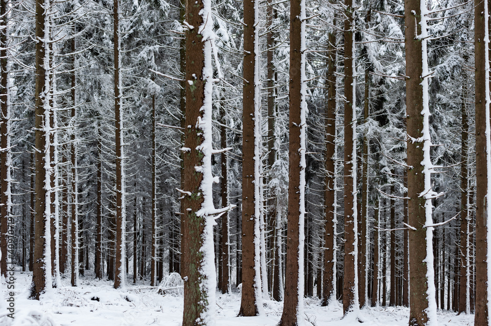 Fototapeta premium Neige dans les sapins