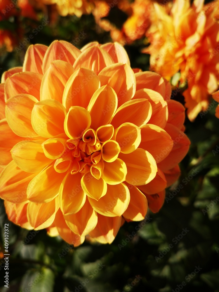 Dahlienblüte orange im Spätsommer Dahlienblüte orange im Spätsommer