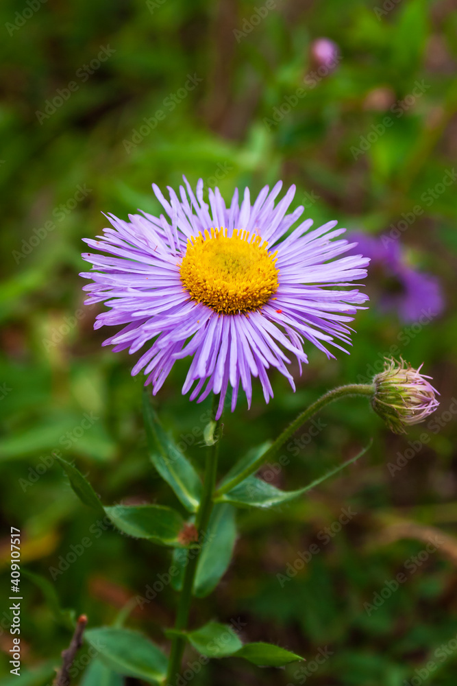 Solitary and beautiful Blue Aster Wildflower blooms in the Rocky Mountain Region of Alberta Solitary and beautiful Blue Aster Wildflower blooms in the Rocky Mountain Region of Alberta