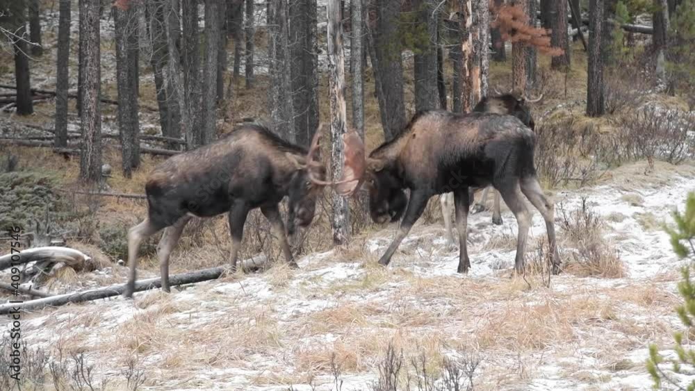 Moose in the Canadian wilderness Moose in the Canadian wilderness