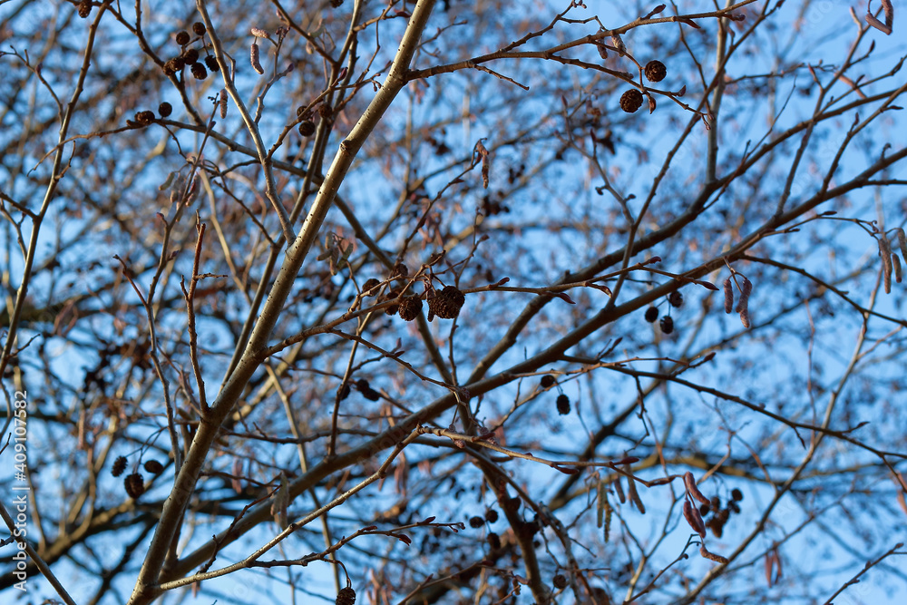 Fototapeta premium closeup of black alder cones and inflorescence on bare branches during sunny autumn day with blue sky in the background