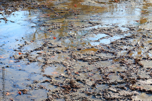 mud covered with water and colorful autumn leaves