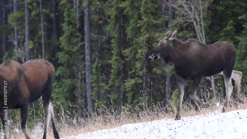 Moose in the Canadian wilderness Moose in the Canadian wilderness