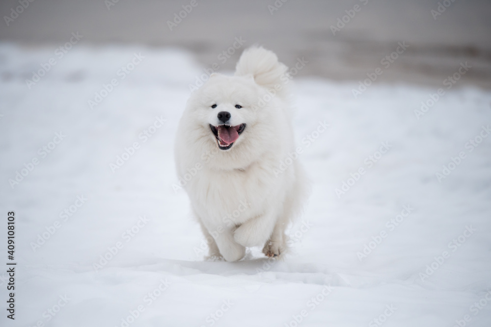Happy Samoyed white dog is running on snow beach in Latvia