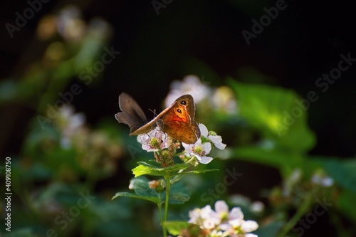 Two butterfly (genus maniola) collecting nectar from blossomin flower of blackberry. photo