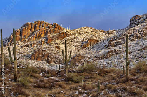 Sunlit Saguaro Slopes in Tucson, Arizona, after snow falls in the desert at Gates Pass