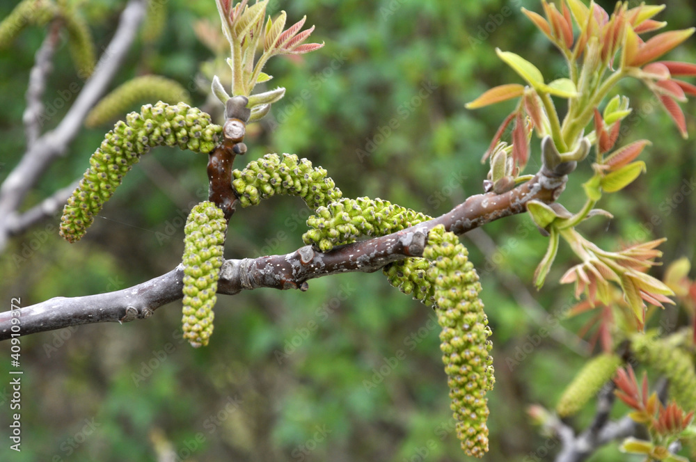 Obraz premium Spring flowering walnut