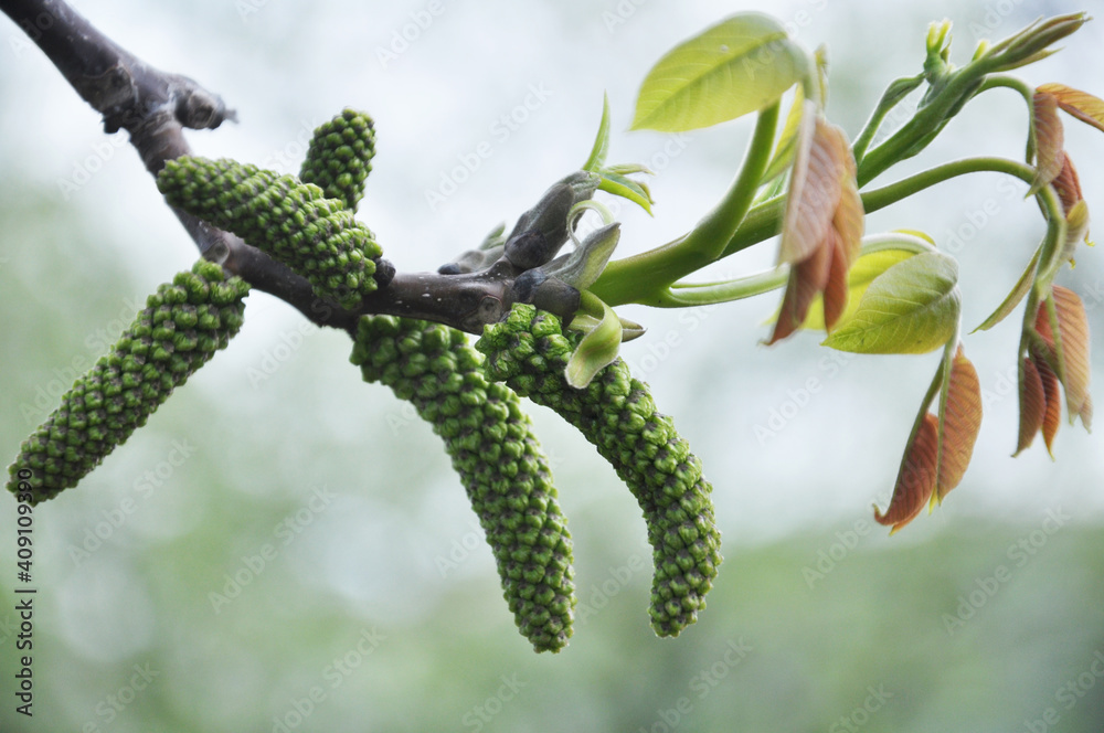 Fototapeta premium Spring flowering walnut
