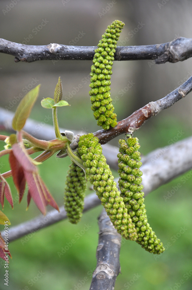 Fototapeta premium Spring flowering walnut