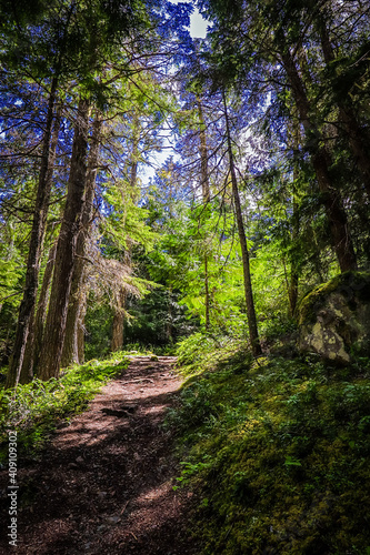 Fototapeta Naklejka Na Ścianę i Meble -  Path into Cascade National Park.
