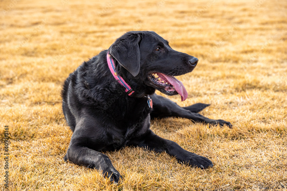 Black Labrador Retriever resting on the grass Black Labrador Retriever resting on the grass