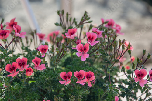 Rose Geranium, Pellargonium flowers with pink flowers blossoms, green leaves background, home plants concept, gardening, selective focus