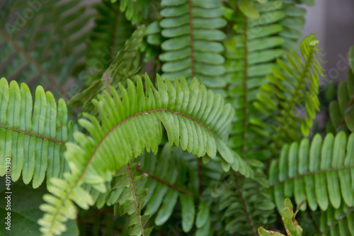 Nephrolepis exaltata or The Sword Fern  close-up of the foliage  green leaves  plants at home  fresh green tropical leaves  green plant wallpaper  natural background