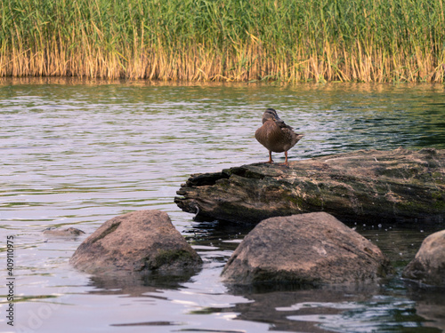 Fototapeta Naklejka Na Ścianę i Meble -  Wild duck (Anas platyrhynchos) standing on old wooden stump. Masuria lake reserve.